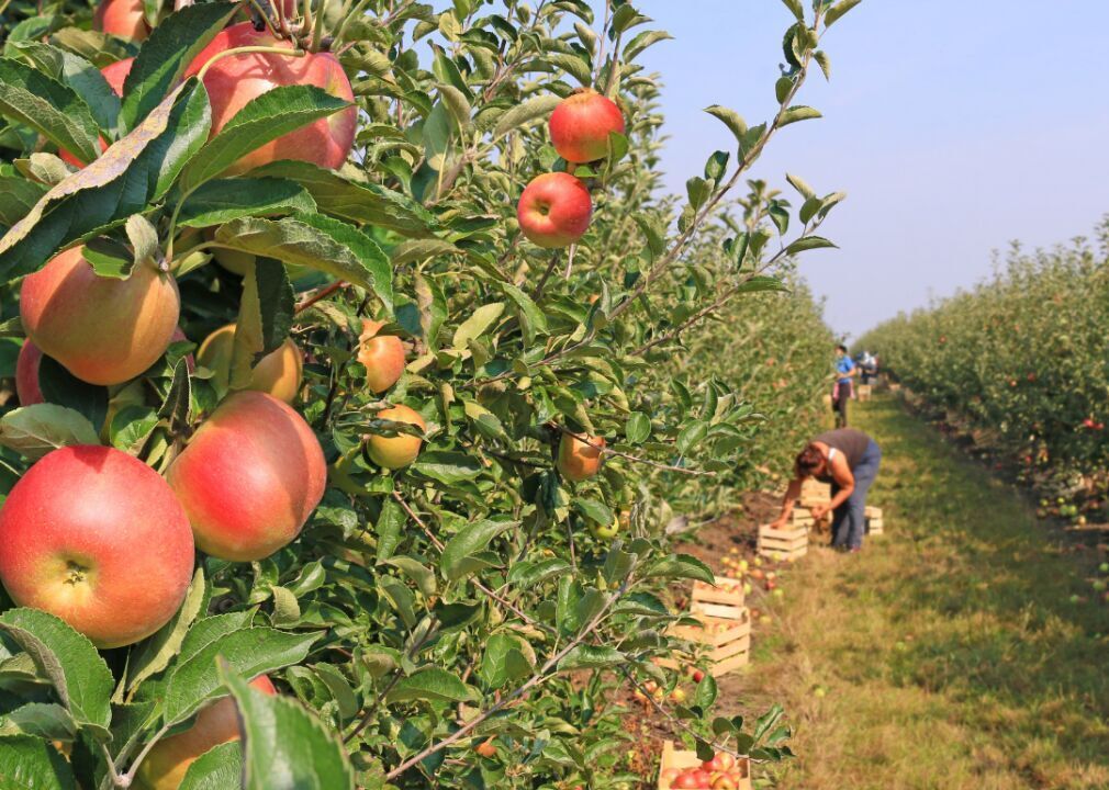 #3 (lowest): Apples